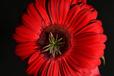 Güzel parlak Gerbera çiçeği, kapat