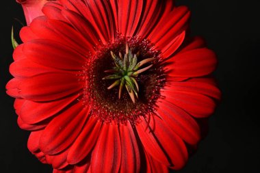 Güzel parlak Gerbera çiçeği, kapat