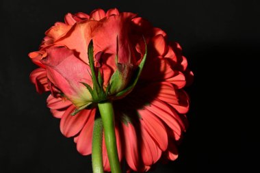 Kırmızı gül ve Gerbera koyu arkaplanda