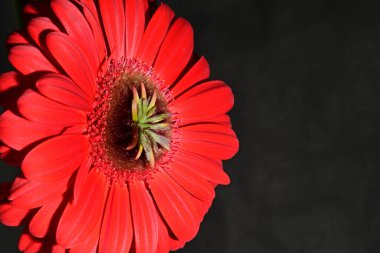 Güzel parlak Gerbera çiçeği, kapat