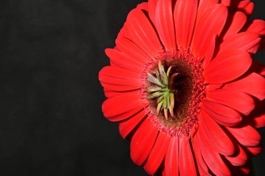 Güzel parlak Gerbera çiçeği, kapat