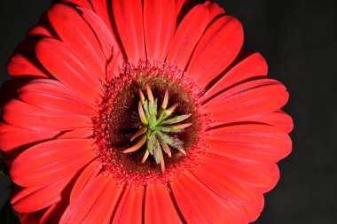 Güzel parlak Gerbera çiçeği, kapat