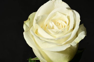 Güzel parlak gül çiçeği, kapat