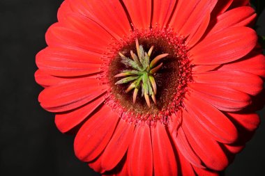 Güzel parlak Gerbera çiçeği, kapat
