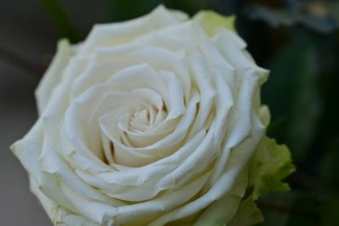 Güzel parlak gül çiçeği, kapat