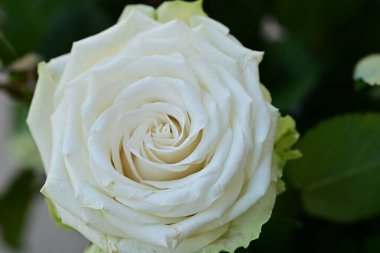 Güzel parlak gül çiçeği, kapat