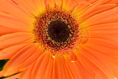 Güzel parlak Gerbera çiçeği, kapat