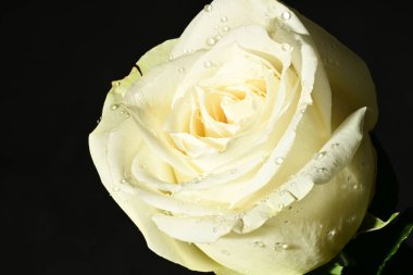 Siyah arkaplanda beyaz gül