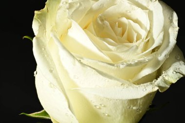 Siyah arkaplanda beyaz gül