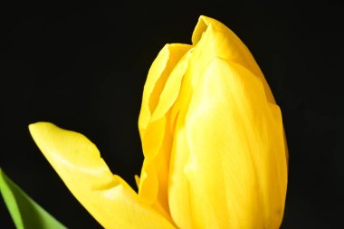 Siyah arkaplanda tek sarı lale çiçeği