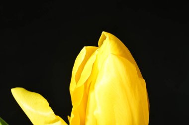 Siyah arkaplanda tek sarı lale çiçeği