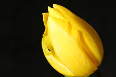 Siyah arkaplanda tek sarı lale çiçeği