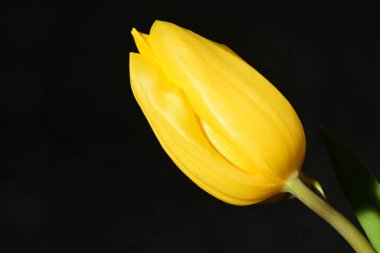 Siyah arkaplanda tek sarı lale çiçeği