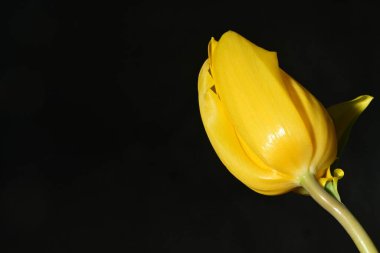 Siyah arkaplanda tek sarı lale çiçeği