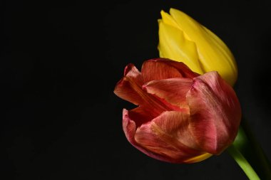 kırmızı ve sarı lale çiçekleri siyah arkaplan