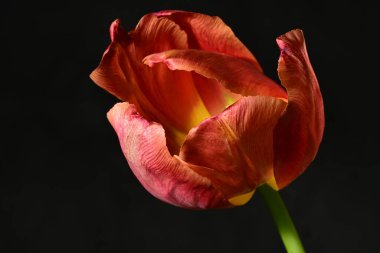 Karanlıkta tek bir kırmızı lale çiçeği