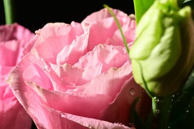 güzel parlak çiçekler çiçeklenme, yakın