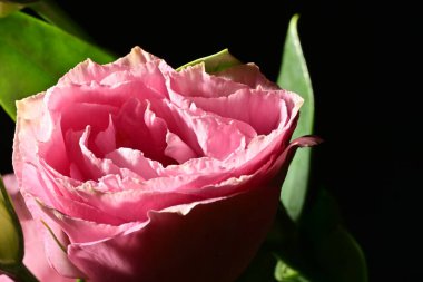 Güzel parlak çiçek, kapat