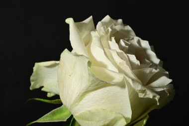 Siyah arkaplanda beyaz gül