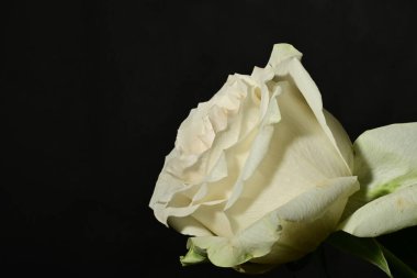 Siyah arkaplanda beyaz gül