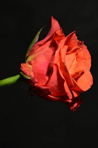 Single red rose on a black background
