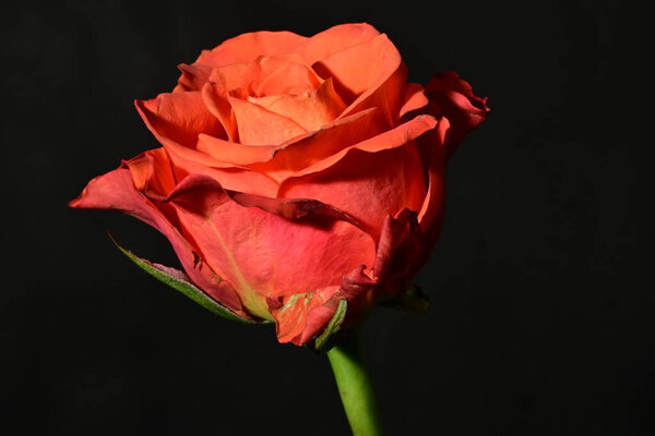 Single red rose on a black background