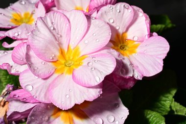 güzel parlak çiçekler çiçeklenme, yakın