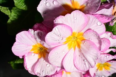 güzel parlak çiçekler çiçeklenme, yakın