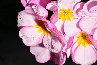 güzel parlak çiçekler çiçeklenme, yakın