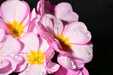 güzel parlak çiçekler çiçeklenme, yakın