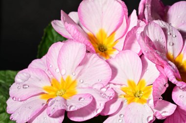 güzel parlak çiçekler çiçeklenme, yakın