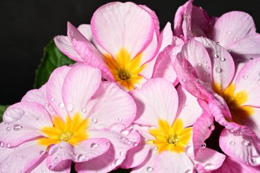 güzel parlak çiçekler çiçeklenme, yakın