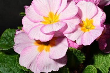 güzel parlak çiçekler çiçeklenme, yakın