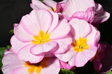 güzel parlak çiçekler çiçeklenme, yakın