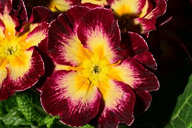 güzel parlak çiçekler çiçeklenme, yakın