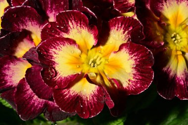 güzel parlak çiçekler çiçeklenme, yakın