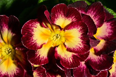 güzel parlak çiçekler çiçeklenme, yakın