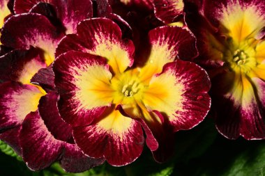 güzel parlak çiçekler çiçeklenme, yakın