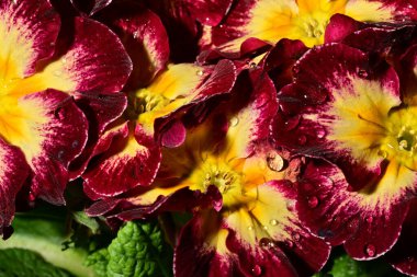 güzel parlak çiçekler çiçeklenme, yakın