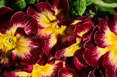 güzel parlak çiçekler çiçeklenme, yakın