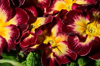 güzel parlak çiçekler çiçeklenme, yakın