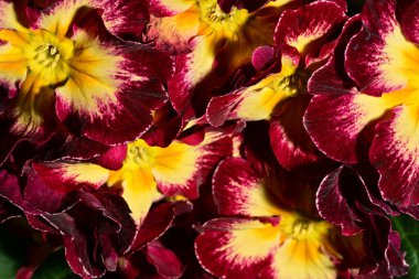 güzel parlak çiçekler çiçeklenme, yakın