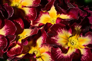 güzel parlak çiçekler çiçeklenme, yakın