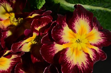 güzel parlak çiçekler çiçeklenme, yakın