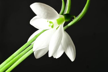 Siyah zemin üzerinde güzel beyaz kar damlaları, yakın çekim