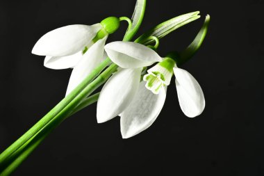 Siyah zemin üzerinde güzel beyaz kar damlaları, yakın çekim