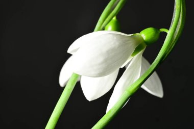 Siyah zemin üzerinde güzel beyaz kar damlaları, yakın çekim