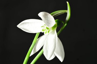 Siyah zemin üzerinde güzel beyaz kar damlaları, yakın çekim