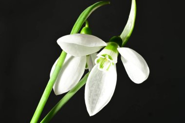 Siyah zemin üzerinde güzel beyaz kar damlaları, yakın çekim