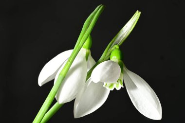 Siyah zemin üzerinde güzel beyaz kar damlaları, yakın çekim